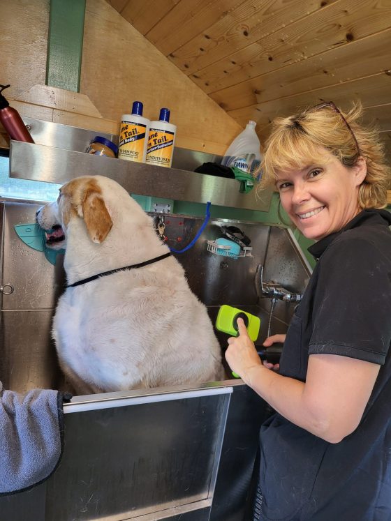 Freshly groomed dog sitting on a table