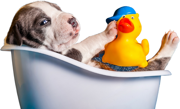 Puppy in a grooming tub